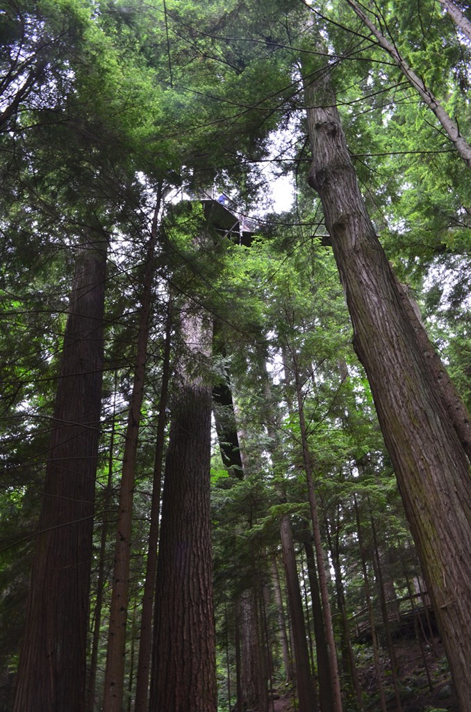 View of Capilano treefort from below