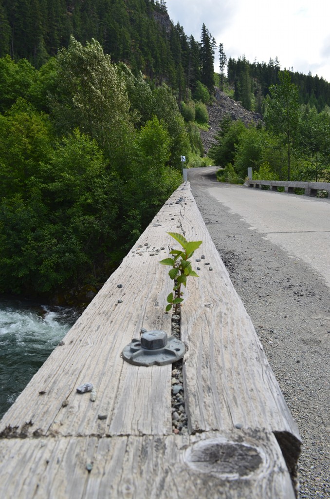 Sapling growing out of bridge